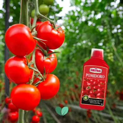 Substral Nawóz w płynie do pomidorów 1 l Substral Nawóz w płynie do pomidorów 1 l