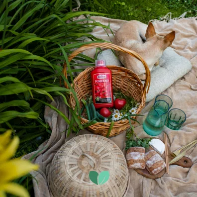 Substral Nawóz w płynie do pomidorów 1 l Substral Nawóz w płynie do pomidorów 1 l