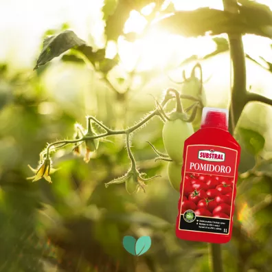 Substral Nawóz w płynie do pomidorów 1 l Substral Nawóz w płynie do pomidorów 1 l