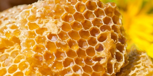 Propolis (kit pszczeli) - w�a�ciwo�ci i zastosowania