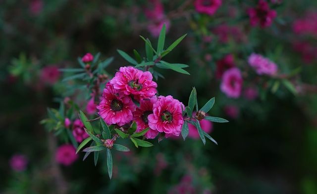 mi�d manuka