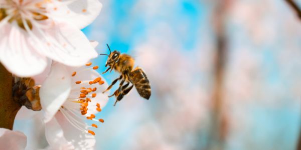 Dlaczego pszczoły umierają?