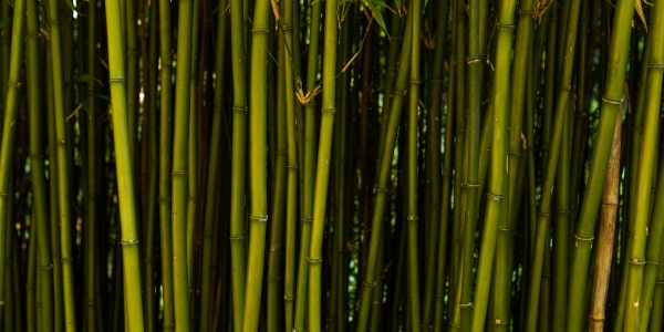 Zalety bambusowych artykułów higienicznych. Lepsze niż tradycyjne?