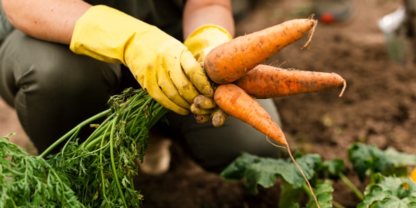 Jak uprawiać ekologiczny warzywnik? Zasady eko-uprawy
