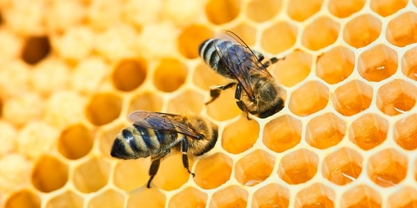 Ratujmy pszczoły. Czy bez nich faktycznie zginiemy?
