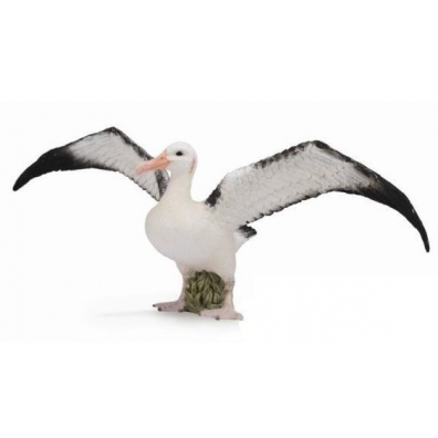 Albatros wdrowny