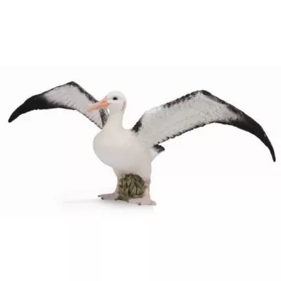 Albatros w�drowny