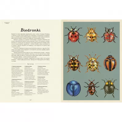 Insektarium. Muzeum Owad�w