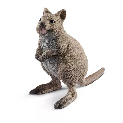 Kuoka kr�tkoogonowa