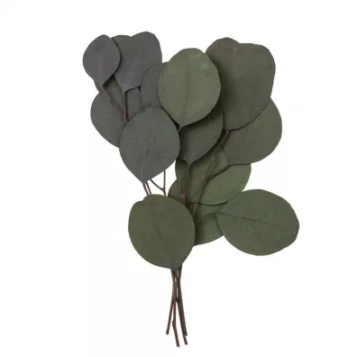 Dalprint Eukaliptus populus 4 ga��zki ok. 20cm zielony