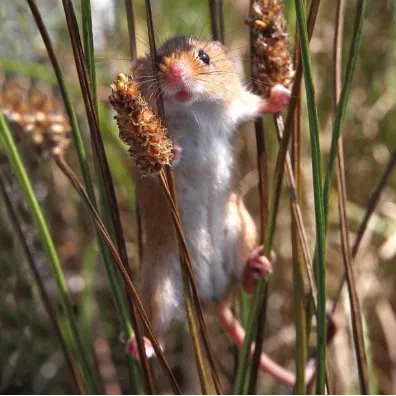Museums & Galleries Karnet kwadrat z kopert� Harvest Mouse