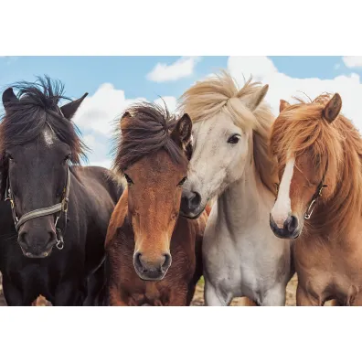 Puzzle 2x24 el. Konie Ravensburger