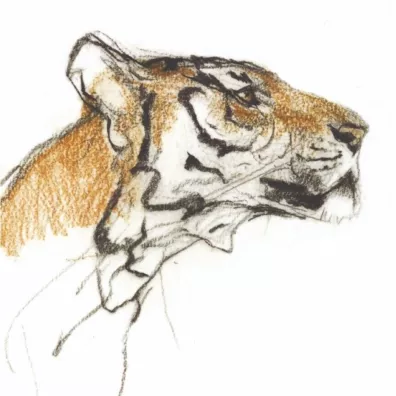Museums & Galleries Karnet kwadrat z kopert� Head of a Tiger
