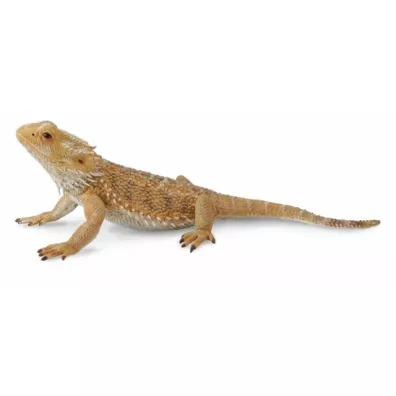 Jaszczurka dragon