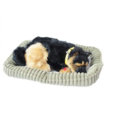 picy pies na poduszce - Wilczur Askato