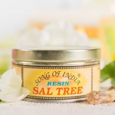 Song Of India �ywica zapachowa  - Sal Tree