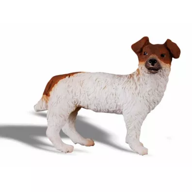 Pies Jack Russell Terier