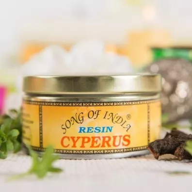 Song Of India �ywica zapachowa  - Cyperus