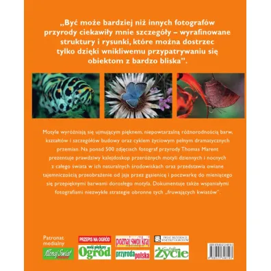 Motyle
