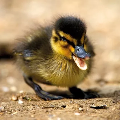 Karnet kwadrat z kopert Mallard Duckiling