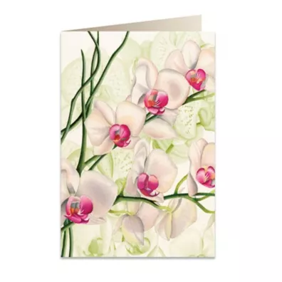 Tassotti Karnet B6 + koperta 5723 Bia�a orchidea