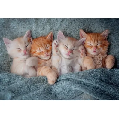 Puzzle 1000 el. The Sweetest Kittens Castorland