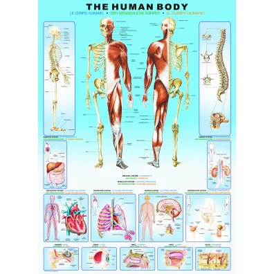 Puzzle 1000 el. The Human Body Eurographics