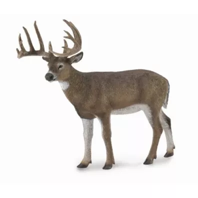 White-Tailed Deer