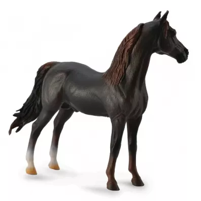 Ogier Morgan Stallion ma�ci kasztanowej