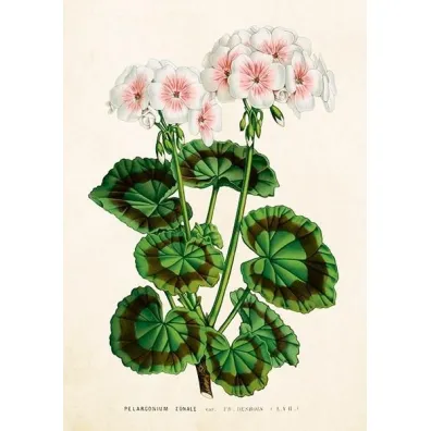 Skona Ting Karnet ST530 B6 + koperta Bia�a pelargonia