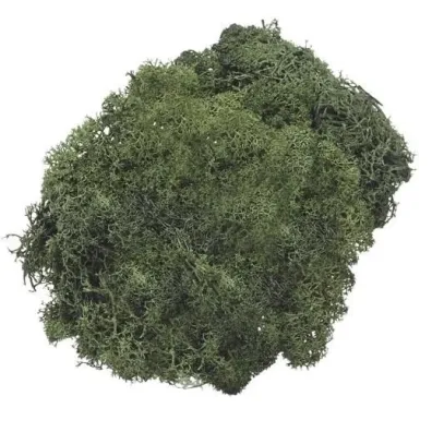 Knorr Prandell Mech dekoracyjny ciemnozielony 50g