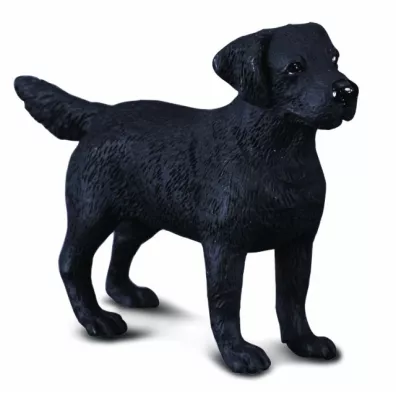 Pies labrador