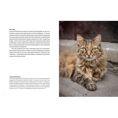 City Cats of Istanbul