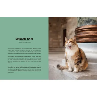 City Cats of Istanbul