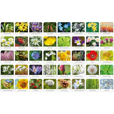 Memory Flora Polski Adamigo