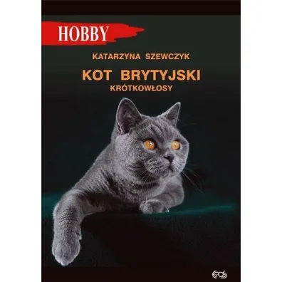 Kot brytyjski kr�tkow�osy - Katarzyna Szewczyk