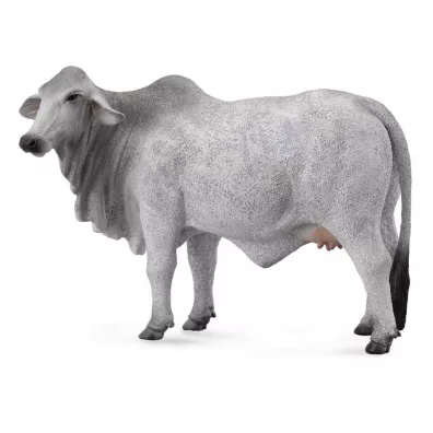 Krowa brahman