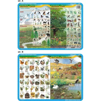 Visual System Podk�adka edukacyjna. Pi�trowo�� w g�rach i lesie