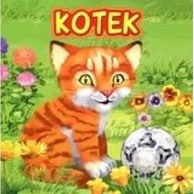 Kotek JAFI - Katarzyna Campbell
