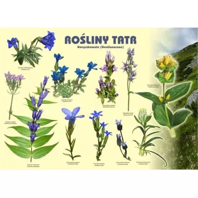 Tablica 100x72cm Ro�liny Tatr. Goryczkowate