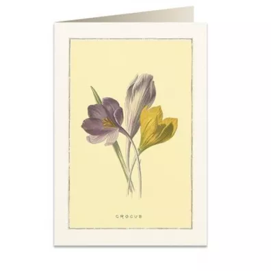 Tassotti Karnet B6 + koperta 6022 Krokus