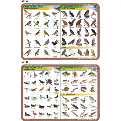 Visual System Podk�adka edukacyjna. Ptaki wodne, �piewaj�ce