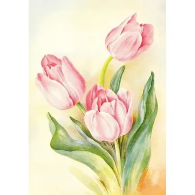 Skona Ting Karnet ST537 B6 + koperta Tulipany