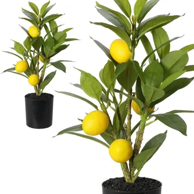 ProGarden Cytrusowe drzewko w donicy 43 cm