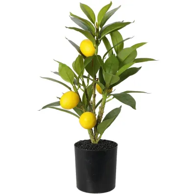 ProGarden Cytrusowe drzewko w donicy 43 cm