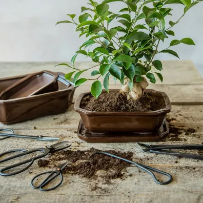 Esschert Design Noyce do przycinania drzewek Bonsai