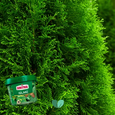 Substral Naw�z do iglak�w 100 dni 5 kg