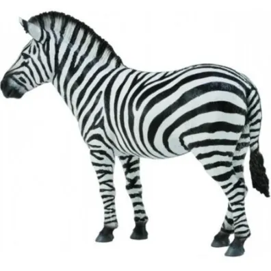 Collecta. Zebra pospolita