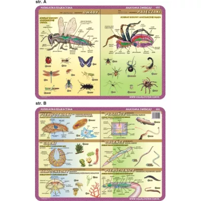 Visual System Podk�adka edukacyjna. Anatomia. owady, paj�czaki
