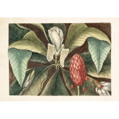 Skona Ting Karnet Magnolia ST298 B6 + koperta